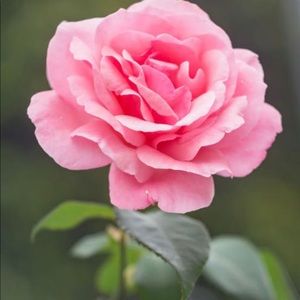 Meet your Posher, Trisha